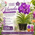 กล้วยไม้สกุลแวนด้า (Vanda)