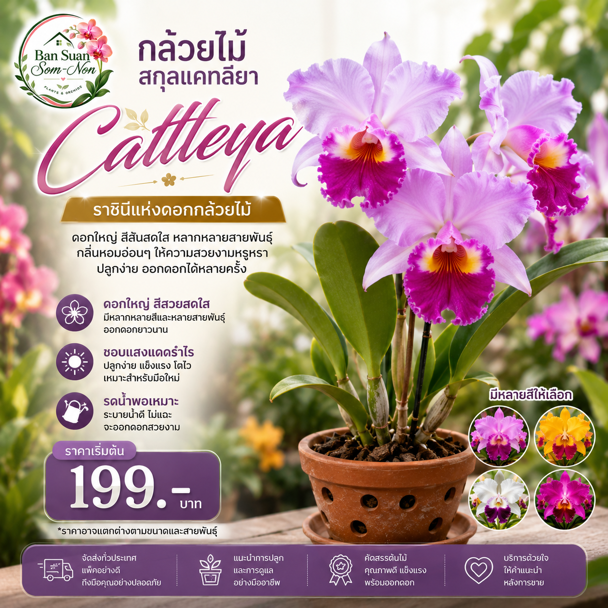 กล้วยไม้สกุลแคทลียา (Cattleya)