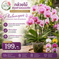 กล้วยไม้สกุลฟาแลนนอปซิส (Phalaenopsis / กล้วยไม้ผีเสื้อ)