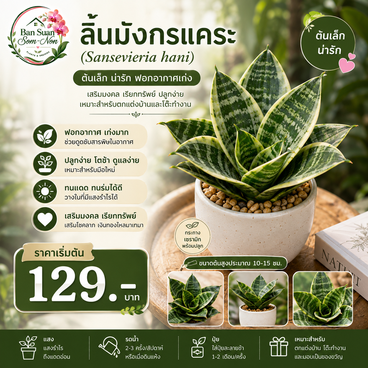 ลิ้นมังกรแคระ (Sansevieria hani)