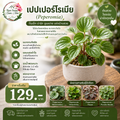 เปปเปอร์โรเมีย (Peperomia)